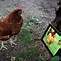 Image result for iPad Life for Hen