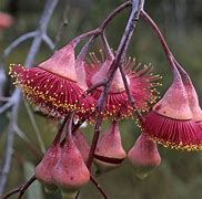 Image result for Australia Flowers