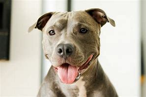 Image result for Prettiest Pit Bull
