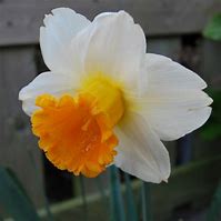 Image result for Narcissus Orange Sunset