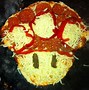 Image result for Gate with Pizza Design