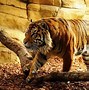 Image result for Terrifying Tigers