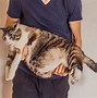 Image result for Cat Weight Loss Chart