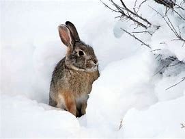 Image result for Rabbit Winter Fur