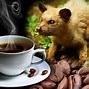 Image result for Most Expensive Coffee Beans in the World