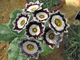 Image result for Primula auricula White Ensign