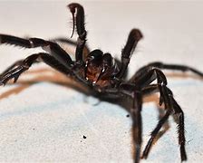 Image result for Male Sydney Funnel-Web Spider