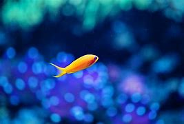 Image result for Pics of Fish Wallpaper