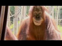 Image result for Orangutan Scary Face