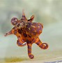 Image result for Octopus Full Body