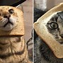 Image result for Sad Bread Cat