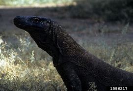 Image result for Komodo Dragon Saliva