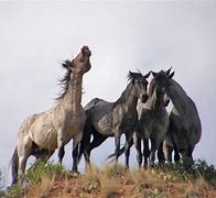 Image result for Wild Horses of Suffield Alta
