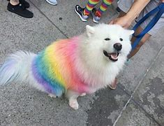 Image result for Puppies Rainbows Unicorns