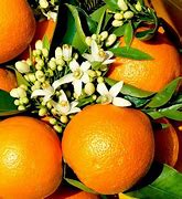 Image result for Orange Fruit Wallpaper