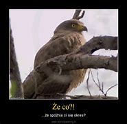 Image result for co_to_za_zea