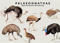 Image result for Paleognathae