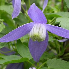 Image result for Clematis Alpina