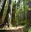 Image result for Redwood National