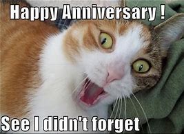 Image result for Happy Anniversary Cat Meme