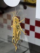 Image result for Shiny Cricket Bug