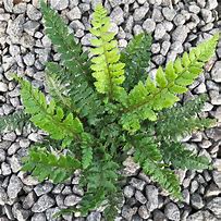 Image result for Polystichum polyblepharum