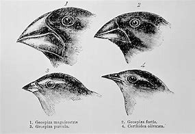 Image result for Evolution of Birds