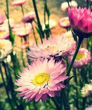 Image result for 1080X1920 Wallpapers Pink Flowers