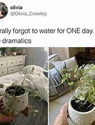 Image result for Water Plant Meme