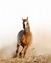 Image result for Chestnut Horse Running