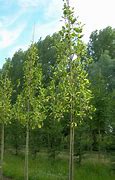 Image result for Liriodendron tulipifera Aureomarginatum