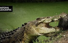 Image result for Saltwater Crocodile Documentary