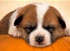 Image result for Cool Wallpapers of Dogs