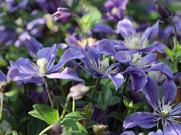 Image result for clematis_integrifolia