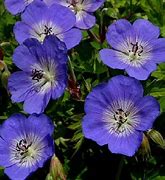 Image result for Geranium Jolly Bee