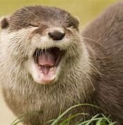 Image result for Apple Otter