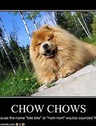 Image result for You Rock Chow Meme