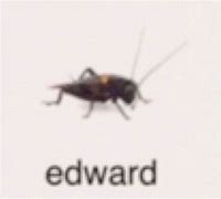 Image result for Funny Cricket Bug Meme