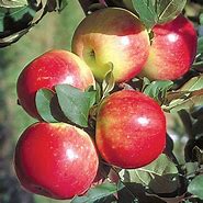 Image result for Zestar Apple Tree