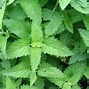 Image result for Drying Catnip