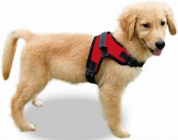 Image result for Dog Harness with Handle