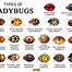Image result for Ladybug Life Cycle Preschool