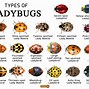 Image result for Big Ladybug