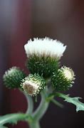 Image result for Cirsium rivulare Frosted Magic
