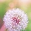 Image result for The Samsung Galaxy S3 Dandelion Wallpaper
