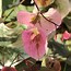 Image result for Cercis canadensis Carolina Sweetheart