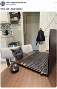 Image result for Email Cat Meme