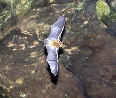 Image result for Bat Portrait