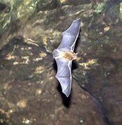 Image result for Florida Gray Bat