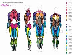 Image result for Muscle Rest and Recovery